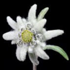 Logo Edelweiss