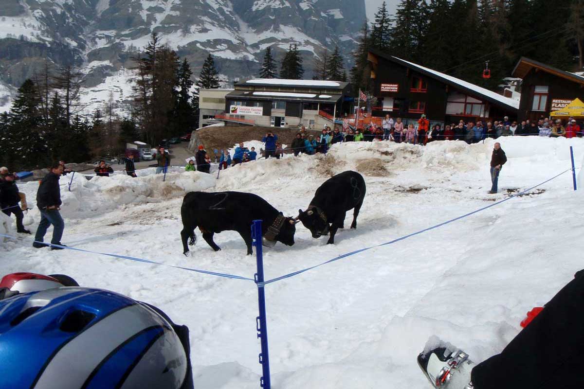 combat de reine (vache) en Valais à Flaschen, vers Leukerbad